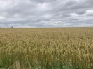 Beauce